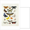 Chart illustrating butterflies and moths by Unknown