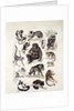 Natural history chart of mammals by Unknown