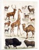 Natural history chart of mammals by Unknown