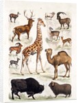 Natural history chart of mammals by Unknown