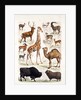 Natural history chart of mammals by Unknown