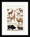 Natural history chart of mammals by Unknown