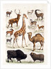 Natural history chart of mammals by Unknown