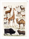 Natural history chart of mammals by Unknown