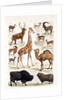 Natural history chart of mammals by Unknown