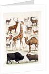 Natural history chart of mammals by Unknown