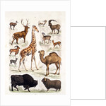 Natural history chart of mammals by Unknown