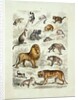 Natural history chart of mammals by Unknown