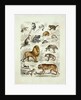 Natural history chart of mammals by Unknown