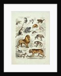 Natural history chart of mammals by Unknown
