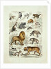 Natural history chart of mammals by Unknown