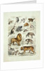 Natural history chart of mammals by Unknown