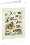 Natural history chart of mammals by Unknown