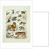 Natural history chart of mammals by Unknown