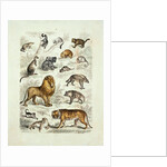 Natural history chart of mammals by Unknown