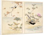 Three prints of birds and flowers by Unknown