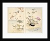 Three prints of birds and flowers by Unknown