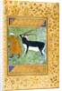 An Indian black buck being led by its keeper by Anonymous
