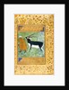 An Indian black buck being led by its keeper by Anonymous