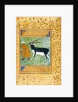 An Indian black buck being led by its keeper by Anonymous