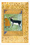 An Indian black buck being led by its keeper by Anonymous