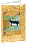 An Indian black buck being led by its keeper by Anonymous