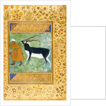 An Indian black buck being led by its keeper by Anonymous