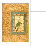 A Himalayan Blue-throated Barbet by Ustad Mansur