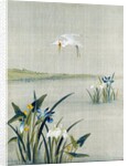 White crested heron flying over a lake with blue and white irises by Unknown