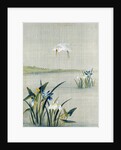 White crested heron flying over a lake with blue and white irises by Unknown