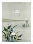 White crested heron flying over a lake with blue and white irises by Unknown