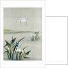 White crested heron flying over a lake with blue and white irises by Unknown