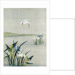 White crested heron flying over a lake with blue and white irises by Unknown