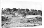 View in Cantonment by Captain Linnaeus Tripe