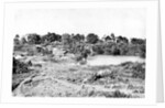 View in Cantonment by Captain Linnaeus Tripe