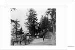 Simla by Samuel Bourne