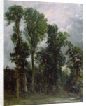 Trees at Hampstead by John Constable