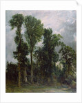 Trees at Hampstead by John Constable