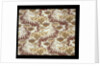 Furnishing fabric by F. Steiner & Co.