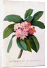Plumeria by Georg Dionysius Ehret