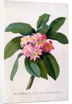 Plumeria by Georg Dionysius Ehret