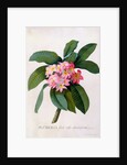 Plumeria by Georg Dionysius Ehret