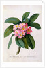 Plumeria by Georg Dionysius Ehret