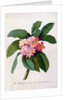Plumeria by Georg Dionysius Ehret