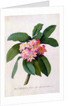 Plumeria by Georg Dionysius Ehret