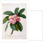 Plumeria by Georg Dionysius Ehret
