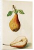 Pears by Jacques Le Moyne de Morgues