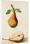 Pears by Jacques Le Moyne de Morgues