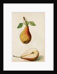 Pears by Jacques Le Moyne de Morgues
