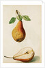 Pears by Jacques Le Moyne de Morgues